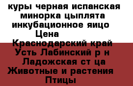 куры черная испанская минорка.цыплята, инкубационное яицо › Цена ­ 1 000 - Краснодарский край, Усть-Лабинский р-н, Ладожская ст-ца Животные и растения » Птицы   